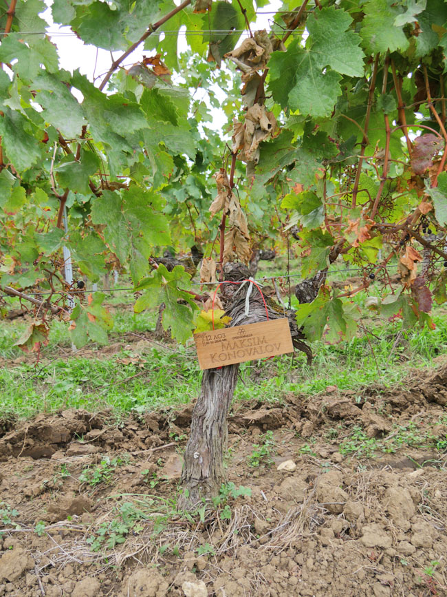 Виноградник на урожай